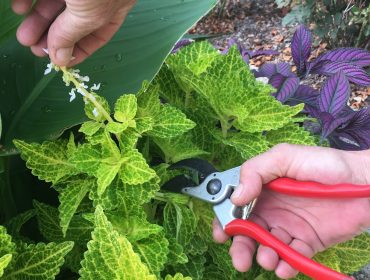 Turf and Plant Health Care